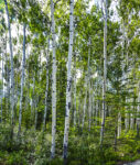 Birches 24mm warpcrop 36×43 8-23-23