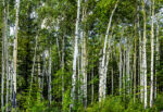 Birches Denali 44×64 8-26-23