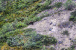 bear 8-23-23