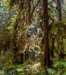 Clearing-1-266×300