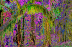 Enchanted-Forest-1
