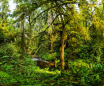Pond-1