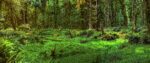 Trees 1 36×86