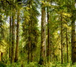 Trees 10 44×39