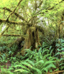 Trees 11 44×60