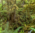 Trees 12 44×42
