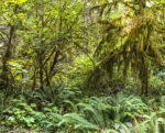 Trees 13 44×54