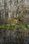 Trees 14 24×36