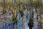 Trees 16 24×36
