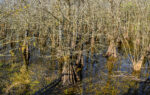 Trees 17 44×70