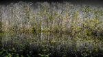 Trees 18 44×80