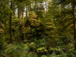 Trees 2 44×33