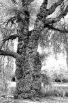 Trees 20 44×66