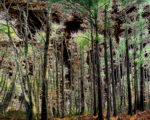 Trees 24 36×44