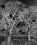 Trees 26 36×28