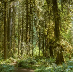 Trees 28 36×36