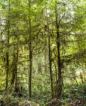 Trees 5 44×55