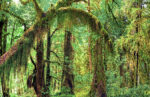 Trees 6 44×68