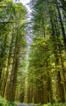 Trees 7 36×57