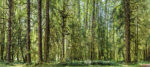 Trees 8 43×96