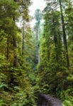 Trees 9 36×52