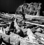 log-beach-1-287×300